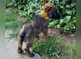 COOPER - verspielter Schatz