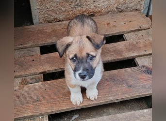 ZAKY - süßer Hundebub