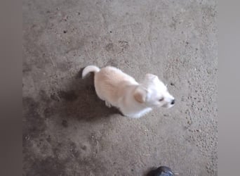 LUIS - kleiner Hundebub