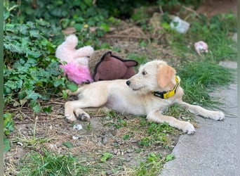 DAISY - verspieltes Hundemädchen