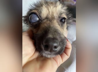 LUPIN - einäugiger Schatz sucht seine Menschen