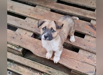 ZAKY - süßer Hundebub