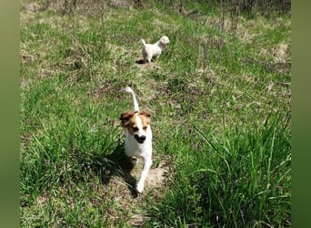 ILA - sanfte Seele sucht ihre Menschen