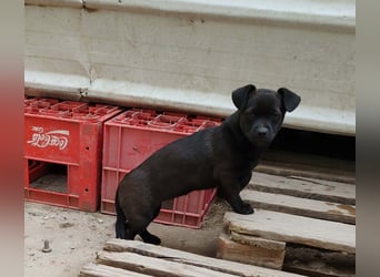 LILLA - schwarze Schönheit