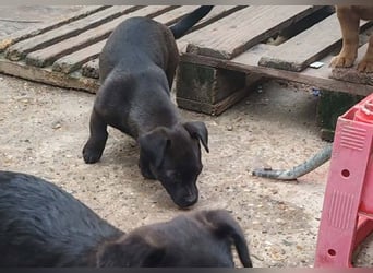 LILLA - schwarze Schönheit