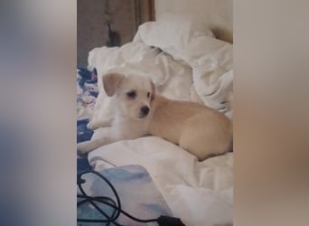 LUIS - kleiner Hundebub