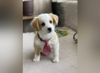 PERRY - kleiner Zuckerbub *reserviert*