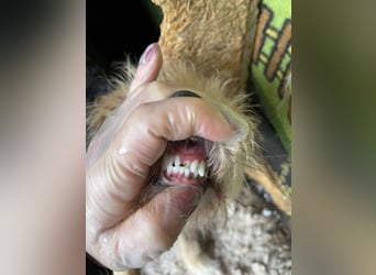 PIP - liebevolle Hundedame