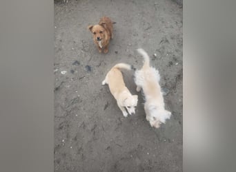 TOTO - kleine Frohnatur