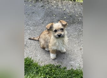 PEANUT - kleine Frohnatur sucht ihre Menschen