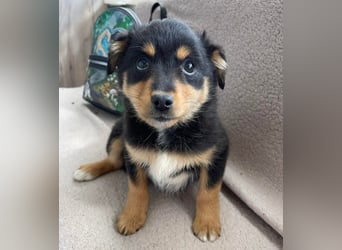 POLLY - kleine Herzensdame