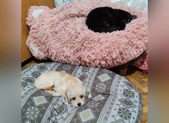 PIXEL - Traumzuhause gesucht