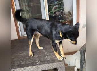 TANYA - sucht ihr Für-immer-Zuhause