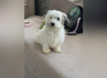 SNOWY - braucht ein eigenes Körbchen