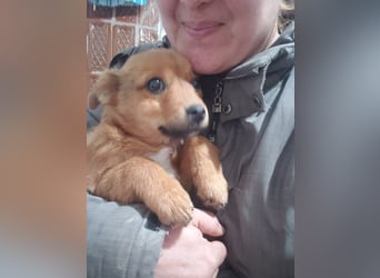 TOTO - kleine Frohnatur