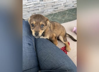 PETER - kleiner Herzensbrecher