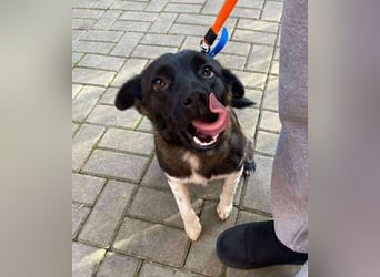 BONO - sucht sein Für-immer-Zuhause