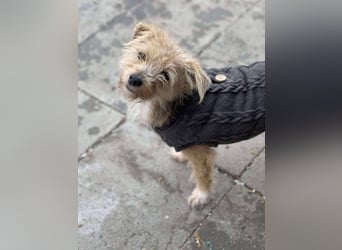 PIP - liebevolle Hundedame