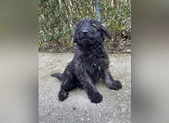 JAKE - süßer Zottel sucht seine Menschen *reserviert*