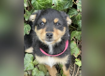 POLLY - kleine Herzensdame