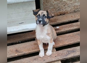 ZOLLY - Zuckerbub sucht seine Menschen