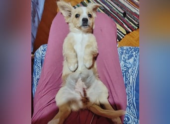 ZIZIE - liebevolles Hundekind