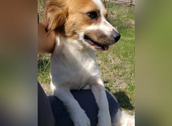 ILA - sanfte Seele sucht ihre Menschen