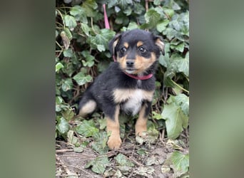 POLLY - kleine Herzensdame