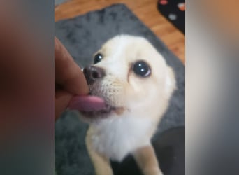 FIFI - kleine Zaubermaus