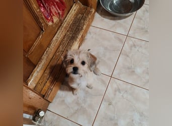 PIXEL - Traumzuhause gesucht