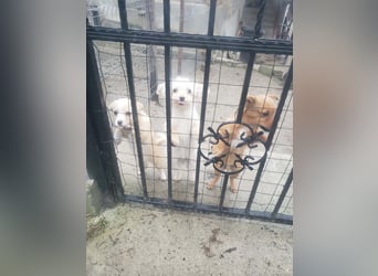 TOTO - kleine Frohnatur