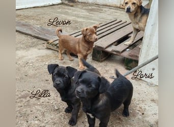 LORIS - Traumzuhause gesucht