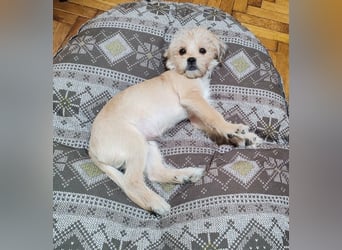 PIXEL - Traumzuhause gesucht