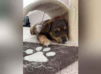 PETER - kleiner Herzensbrecher