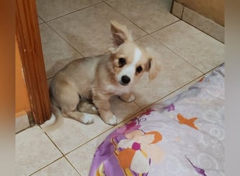 ZIZIE - liebevolles Hundekind
