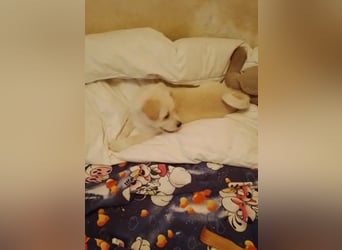 LUIS - kleiner Hundebub