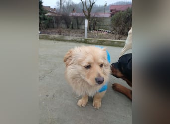 MICKY - sanfter Engel sucht seine Menschen