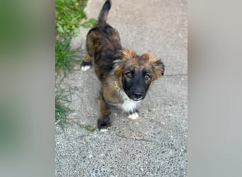 COOPER - verspielter Schatz