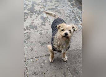 PIP - liebevolle Hundedame