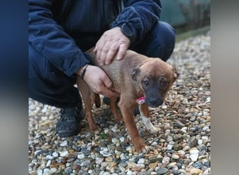 DORA - süßes Hundemädchen