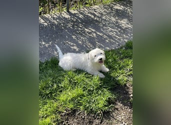 SNOWY - braucht ein eigenes Körbchen