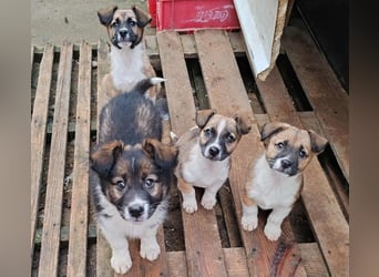 ZAKY - süßer Hundebub