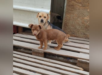 LEVON - darf er mit dir die Welt entdecken?