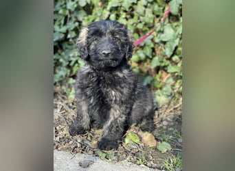 JAKE - süßer Zottel sucht seine Menschen *reserviert*