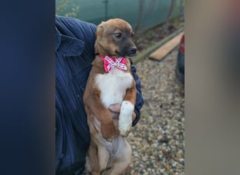 DORA - süßes Hundemädchen