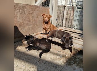 LORIS - Traumzuhause gesucht