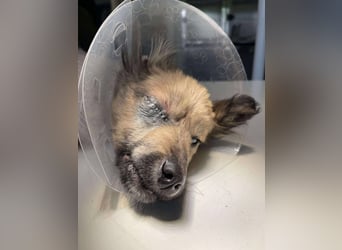 LUPIN - einäugiger Schatz sucht seine Menschen