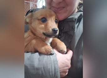 TOTO - kleine Frohnatur