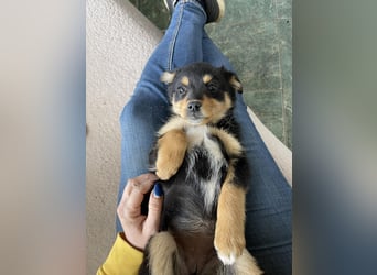 POLLY - kleine Herzensdame