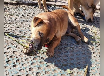 TEDDY - liebevoller Hundebub